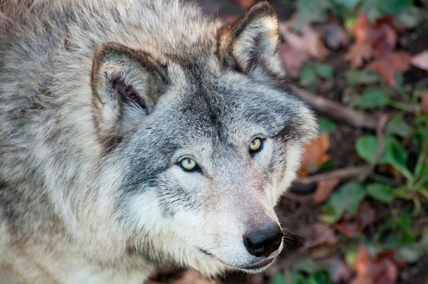 Rêver de loup : découvrez des produits inspirés des loups